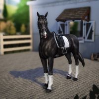 Dark "Melody" - Hanoverian Mare | Patreon