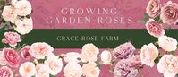 Growing Garden Roses with Grace Rose Farm | Facebook