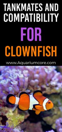 Explore the art of building a harmonious aquarium community. Find peaceful and suitable tankmates that coexist well with your delightful clownfish. #ClownfishCare #FishTankTips #AquariumLife #MarinePets #ColorfulFish #PetFish #TropicalAquarium #FishKeeping #UnderwaterWorld #HappyClownfish #FishCommunity #AquariumInspiration #ReefTank #PetFishCare #FishLovers