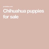 Chihuahua puppies for sale