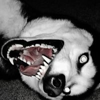 Starrfleshcore husky with glowing eyes and teeth showing