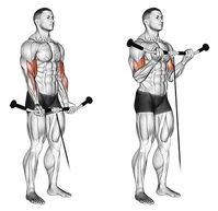 Exercise Database - Biceps — Jase Stuart - The Better Body Coach