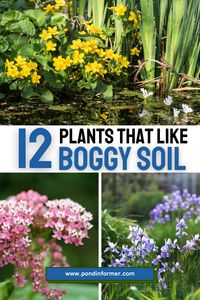 Discover the joy of gardening in boggy soil with our selection of 12 plant species and explore the diversity of wetland flora. #BoggyPlants #WaterGarden #PondInformer