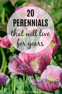 20 perennials that will live for years