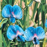 LATHYRUS SATIVUS AZUREUS | Everlasting & Perennial Sweet Pea Seeds