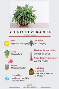 10 Tips on How to Care for your Chinese Evergreen (Aglaonema)