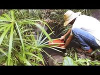 Easy Fertilizing With Compost Tea - YouTube