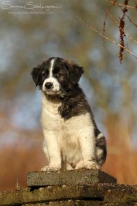 Aidi / Atlas Mountain Dog / Aïdi / Atlas Shepherd Dog / Chien de l'Atlas #Puppy