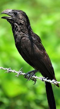 Picture of a groove billed ani. #birds #groove #billed #ani