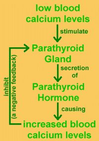 #endocrinology As soon as PTH does its job, PTH needs to be taken out of commission to prevent overdoing it.  The only way our body can know if PTH has done its job is by evaluating calcium levels in the blood.  When the calcium levels increase, no more PTH should be made. This is an example of negative feedback. In all cases of negative feedback, the end result affects the pathway that got it there.