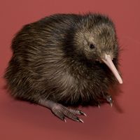 Welcher Vogel ist das? Kiwi Kiwis oder Schnepfenstrauße sind flugunfähige, nachtaktive Vögel in den Wäldern Neuseelands. Der Kiwi ist das Nationalsymbol Neuseelands. Von ihm leitet sich die Eigenbezeichnung der Bewohner Neuseelands als „Kiwis“ ab.