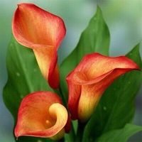 ad eBay - Calla lily imported flowers bulbs for Your Garden | Orange color Calla lily Flow - Buy Now, click the link (eBay)