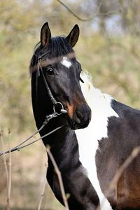 2014 German Warmblood Stallion | Cadeau Noir x Samenco K