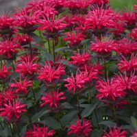 Partial Sun to Full Sun (At Least 5 Hours of Direct Sunlight) Mature Height 32 Inches Mature Spread 36 Inches Growing Zones 4 - 8 Use As A Filler In Containers   Upscale™ Red Velvet Bee Balm has giant, deep cherry red blooms that attract any pollinator  in the area. The long-lasting flowers produce loads of nectar that hummingbirds and butterflies cannot resist. The fragrant foliage gives a minty note to herbal tea and potpourri blends. While Monarda hybrids are in the mint family, it is a more