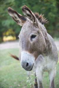 Donkeys: love ,love, so sweet