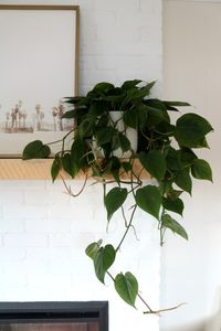 Easiest Houseplants to keep alive- Why I LOVE houseplants