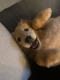 golden retriever puppy gone crazy