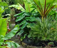 Tropical garden plants