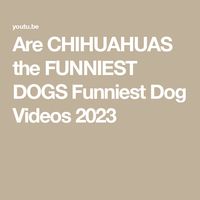 Are CHIHUAHUAS the FUNNIEST DOGS Funniest Dog Videos 2023