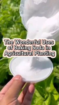 Baking soda is a very valuable tool for a gardener! When you want to remove the wide majority of insects think baking soda. Fully natural and extremely efficient! Looking for more natural solutions in your garden think BioPro Solution. We provide biotechnological products made with specific strains of bacteria to let nature do what it does best! Beneficial bacteria are used world wide to increase agricultural yield. We provide a complete service to optimize your farm output. We will boost...