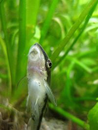 Otocinclus catfish | 9 peaceful schooling #aquarium #fish