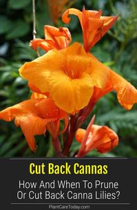 How And When To Prune Or Cut Back Canna Lilies?