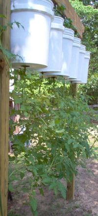 32 DIY Tomato Trellis & Cage Ideas for Healthy Tomatoes