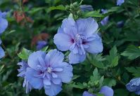 Plants with blue flowers are a rarity, but you can turn your garden blue with 20 of our favorite blue flowering perennials, annuals, and shrubs.