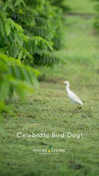 Tomorrow is Bird Day! Did you know North America is home to more than 2,000 species of birds? Given our pressing environmental issues, why should we care about birds?⁣

Birds rely on the same resources as humans: clean air, water, food, and a healthy environment. They can communicate their needs and also warn us of potential dangers.⁣

Are you wondering how to celebrate Bird Day? Here are a few ideas:⁣
⁣
🐦Enjoy watching and listening to the birds in your neighborhood. ⁣
🦅Share your favorite birdwatching experiences.⁣
🦆Promote habitat conservation and preservation using #BirdDay when posting on social media.⁣