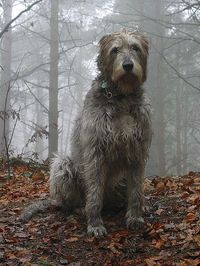 Irish Wolfhound - I think he needs a toweling and a warm fire to lay by.