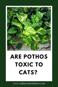 Pothos plants are loved by all kinds of people, including those with pets. However, whenever you decide to bring a plant or new cat into your home, you need to consider if those plants, including the Pothos, are safe for your companions. Is Pothos toxic to cats? | What is the Pothos Plant? | Are Silver Pothos Toxic to Cats? | Symptoms of Pothos Consumption | #pothos #pothosplant #cats