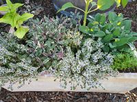 Growing Herbs 101: How to Start a Kitchen Herb Garden, Indoors or Out ~ Homestead and Chill