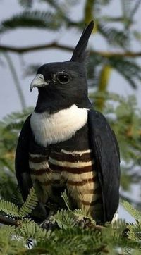 Black Baza, India. Photo by Panduranga Ashrit.