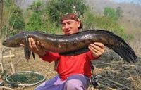 Bullseye snakehead (Channa marulius ) great snakehead - Google Search