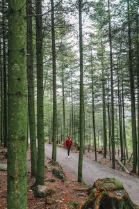 The Black Forest of Germany - Schwarzwald, Baden-Württemberg