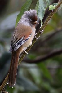 Rusty-fronted Barwing Yongkola, Bhutan 24.11.2018 www.goingwild.in