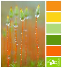 Citrus Dew - Orange, Yellow, Green - Designcat Colour Inspiration Pallet