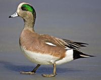 American Wigeon male