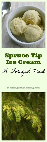 Spruce tip ice cream is a great way to infuse the woodsy, lemony flavor of the delicate spruce tips into a spring treat.