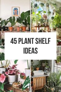 Plant Shelf Ideas: 35+ Creative Ways To Display Plants