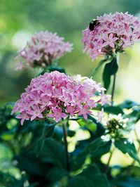 Planting Pentas (Egyptian Star Clusters) as annuals in zone 5