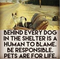 They don't end up in shelters on their own. If you can't commit to a lifetime with them DON'T GET A PET!!! It's that basic. And if you do seriously want to commit to a lifetime commitment (15-20 yrs on average) please ADOPT DON'T SHOP!!! There are SO MANY awesome animals in shelters searching for their person to give them the forever home they all deserve! We will never be considered a successful society until we take better care of those who are helpless. This includes animals.🤎🐾🤎