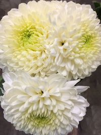 White disbud button mums