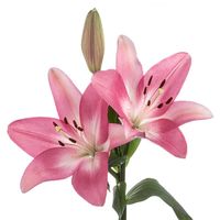 Hybrid Lily are available in bright shades of yellow, orange, rose, pink and white. Hybrid Lilies’ blossoms tend to be facing up, outfacing, or pendant. Tall, elegant, Hybrid Lilies are a great way to add a spring touch to floral designs.   	60 stems  	2 bloom minimum per stem  	24" stem length  We suggest scheduling the lily flowers to arrive three days before your event in order to allow the flowers to hydrate and fully bloom in time for your event. Please visit our Fresh Flower Care link belo