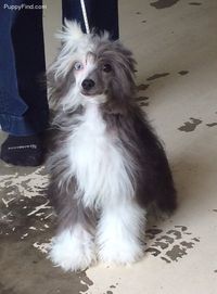 Chinese Crested Pictures (83w12h0c14u)