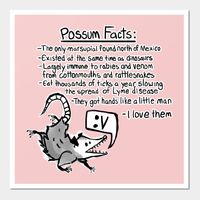 Bonus possum facts:Their tail is fully prehensile and can be used as a 5th limb,It’s impossible to keep them safely and humanely as a pet :c,One time I was at a mountain goats concert and John Darnielle rambled for 45 seconds about how good possums are and then played possum by night and I’ve never felt more connected to another human -- Choose from our vast selection of art prints and posters to match with your desired size to make the perfect print or poster. Pick your favorite: Movies, TV Sho