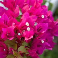 Pink Bougainvillea Vines for Sale | BrighterBlooms.com