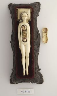 Ivory anatomical model of a pregnant female Wellcome