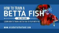 How to Train Betta Fish. Yes, It Can Be Done - nicebettathailand.com