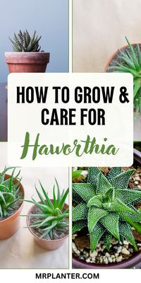 Discover the insider tips and tricks to cultivating healthy and vibrant Haworthia succulents. Our comprehensive guide covers everything you need to know about how to grow and care for these unique plants, ensuring they become the centerpiece of your collection. Click the image to know more. Follow us for more tips. #HaworthiaSecrets #SucculentGarden #PlantParentingTips